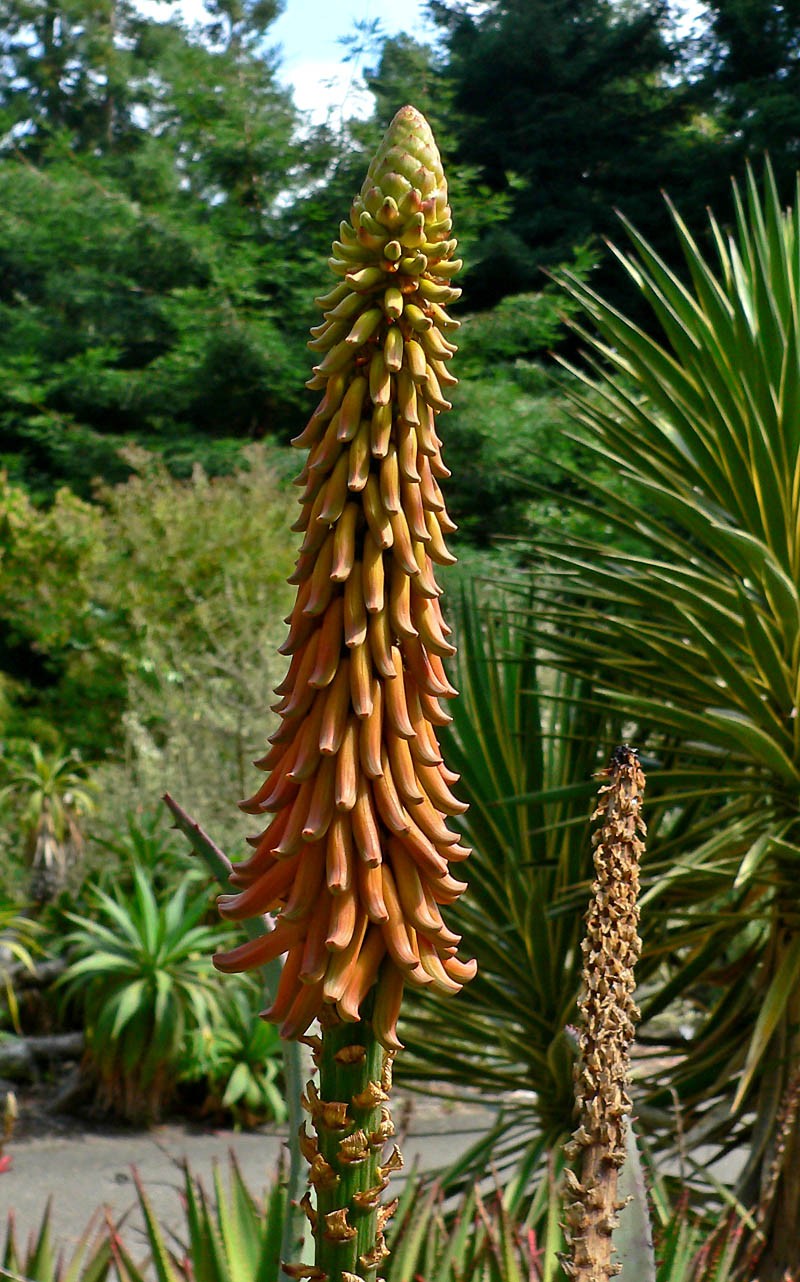 Aloe africana photo 2