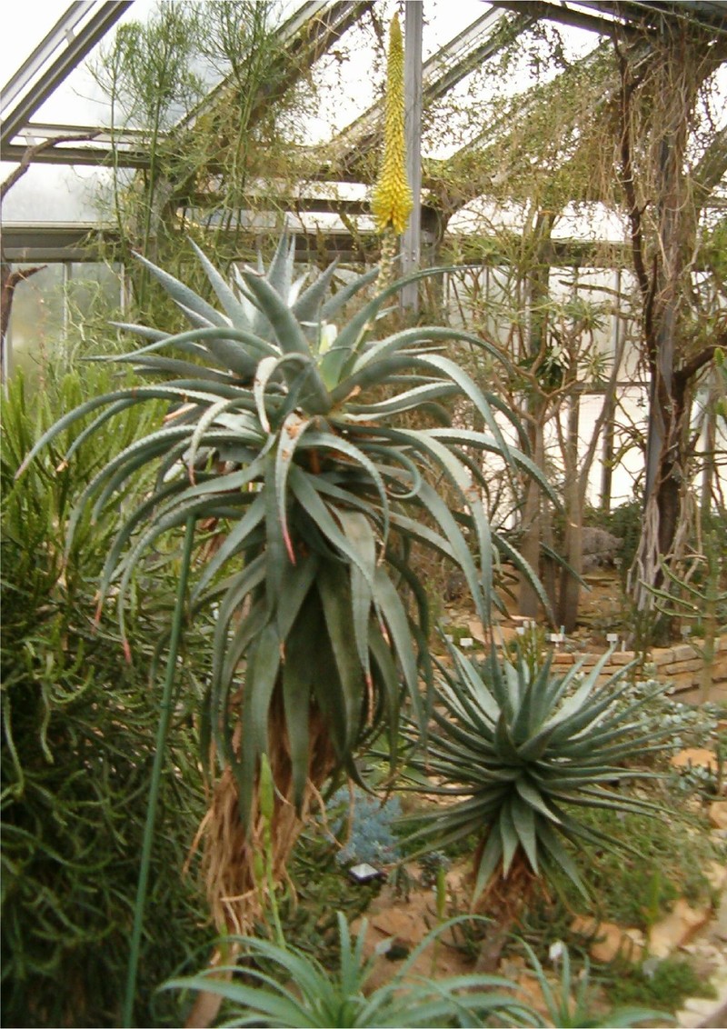 Aloe africana photo 3