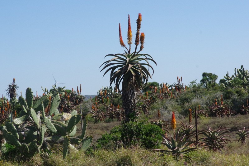 Aloe africana photo 5