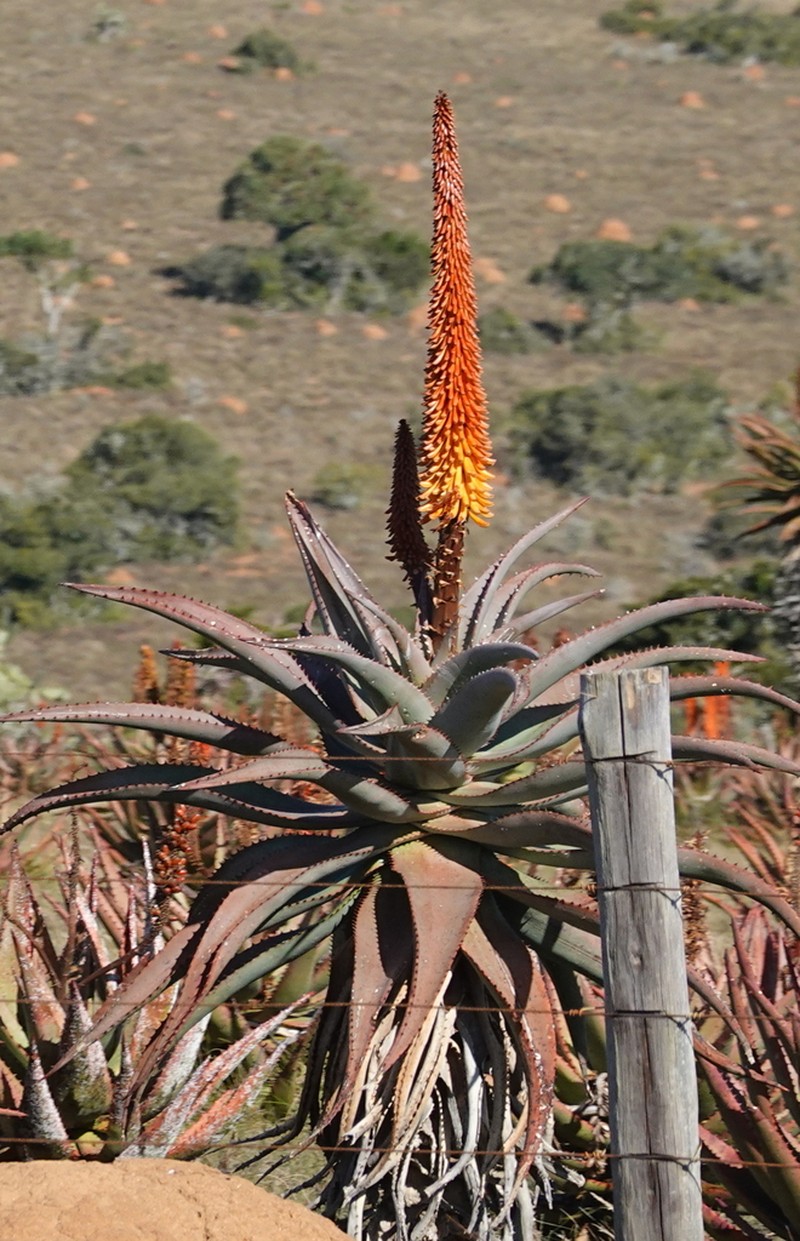 Aloe africana photo 6