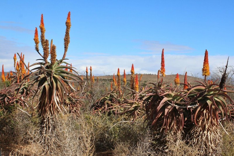 Aloe africana photo 7
