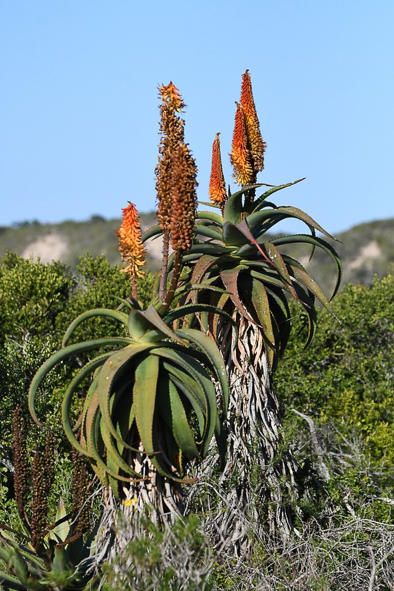 Aloe africana photo 8