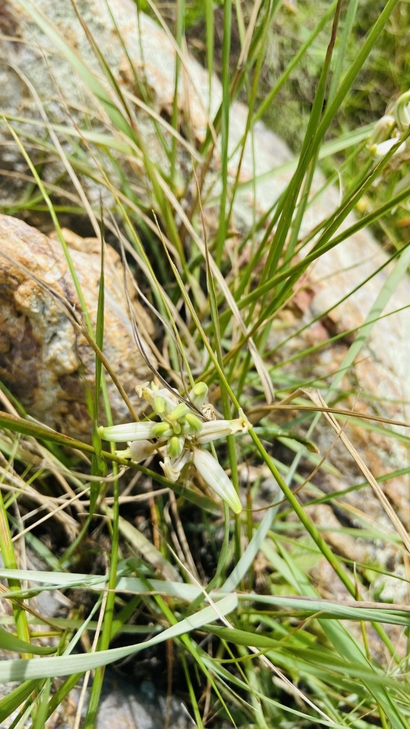 Aloe albida