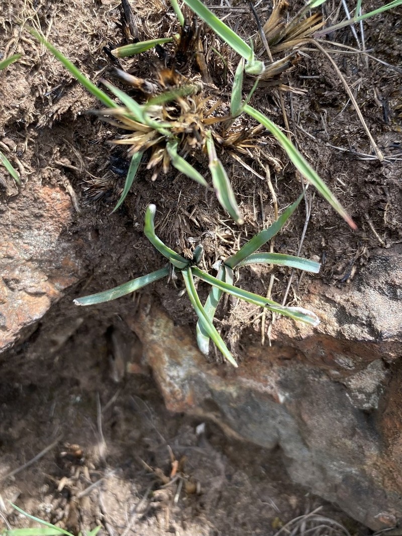 Aloe albida photo 3