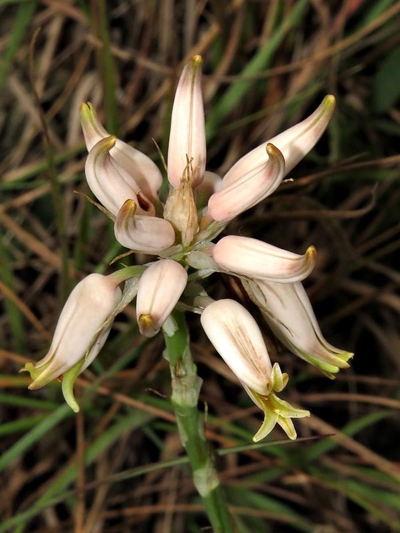 Aloe albida photo 5