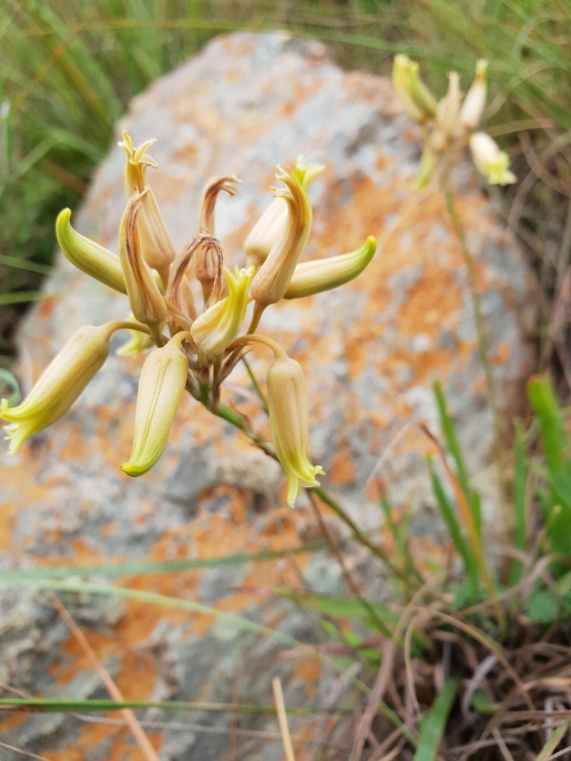 Aloe albida photo 6
