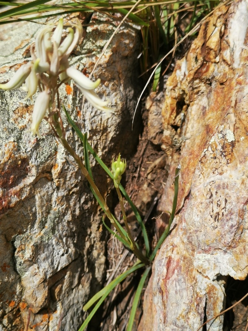 Aloe albida photo 8