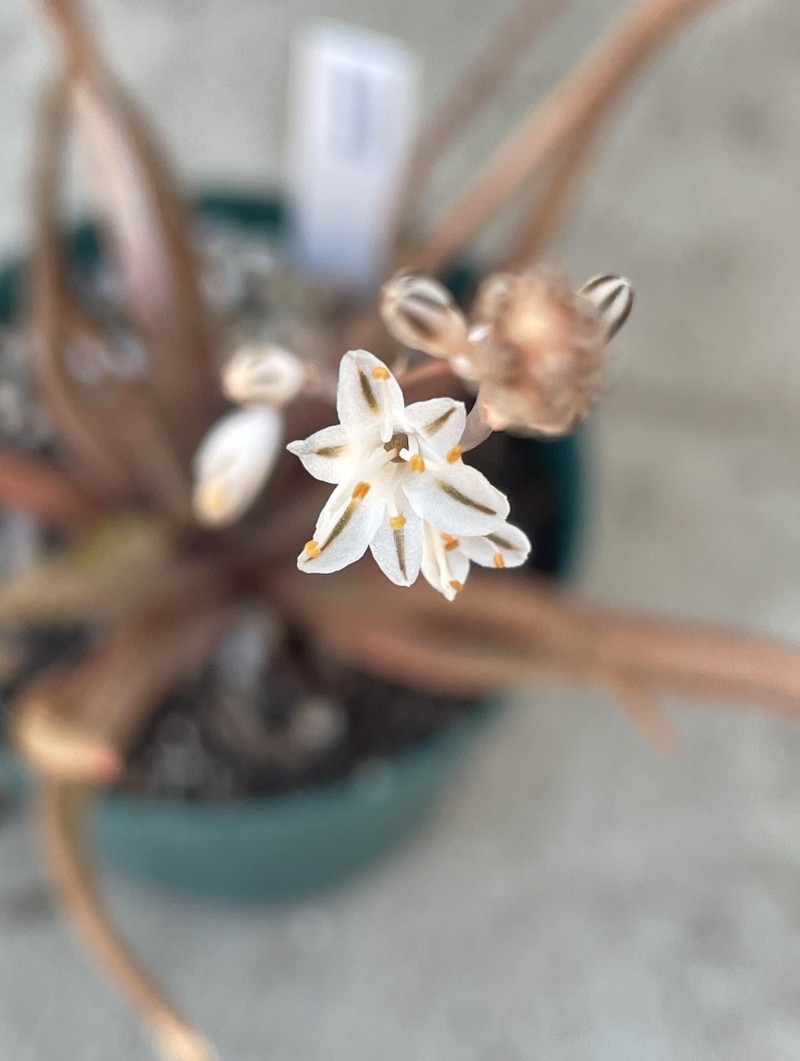 Aloe albiflora