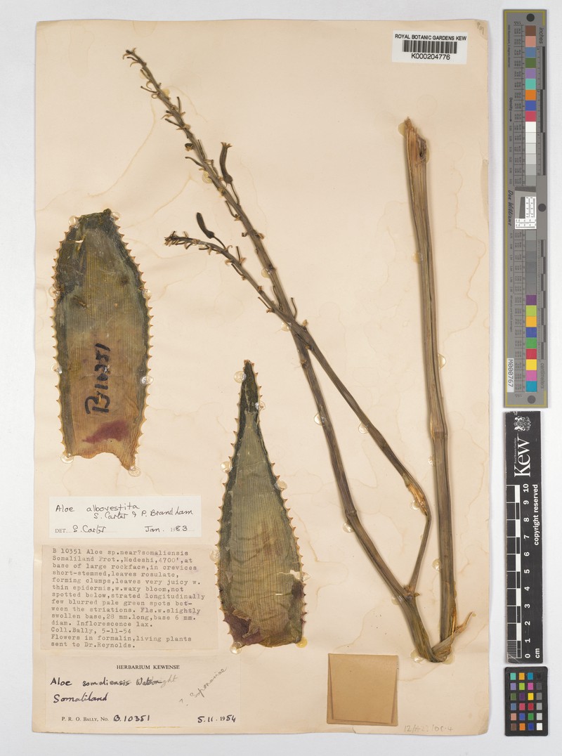 Aloe albovestita photo 2