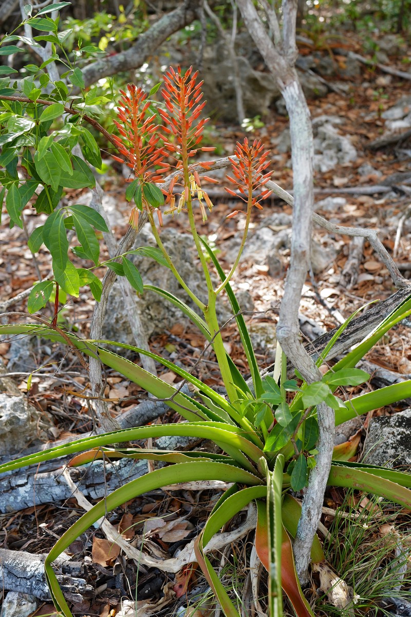 Aloe aldabrensis