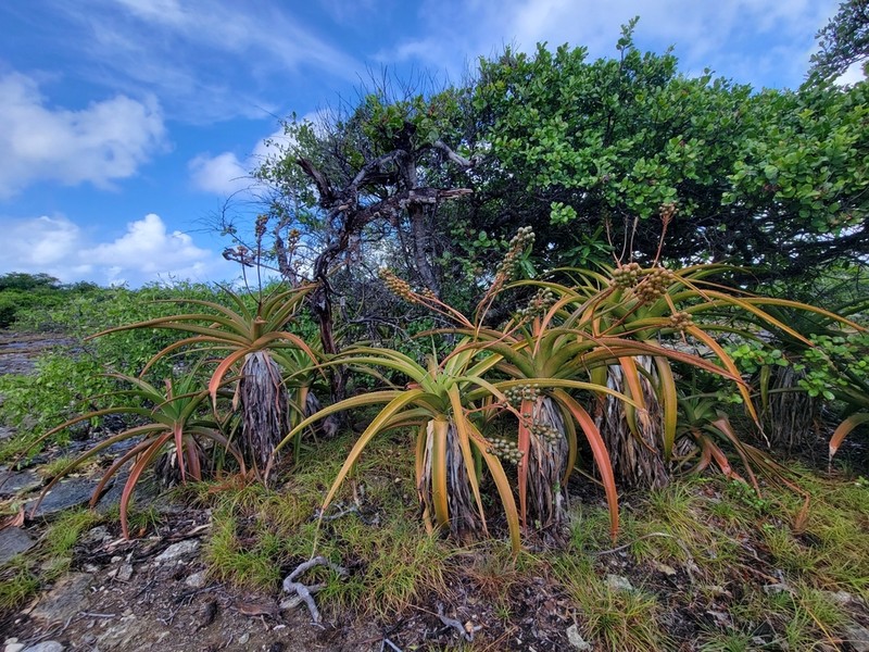 Aloe aldabrensis photo 4
