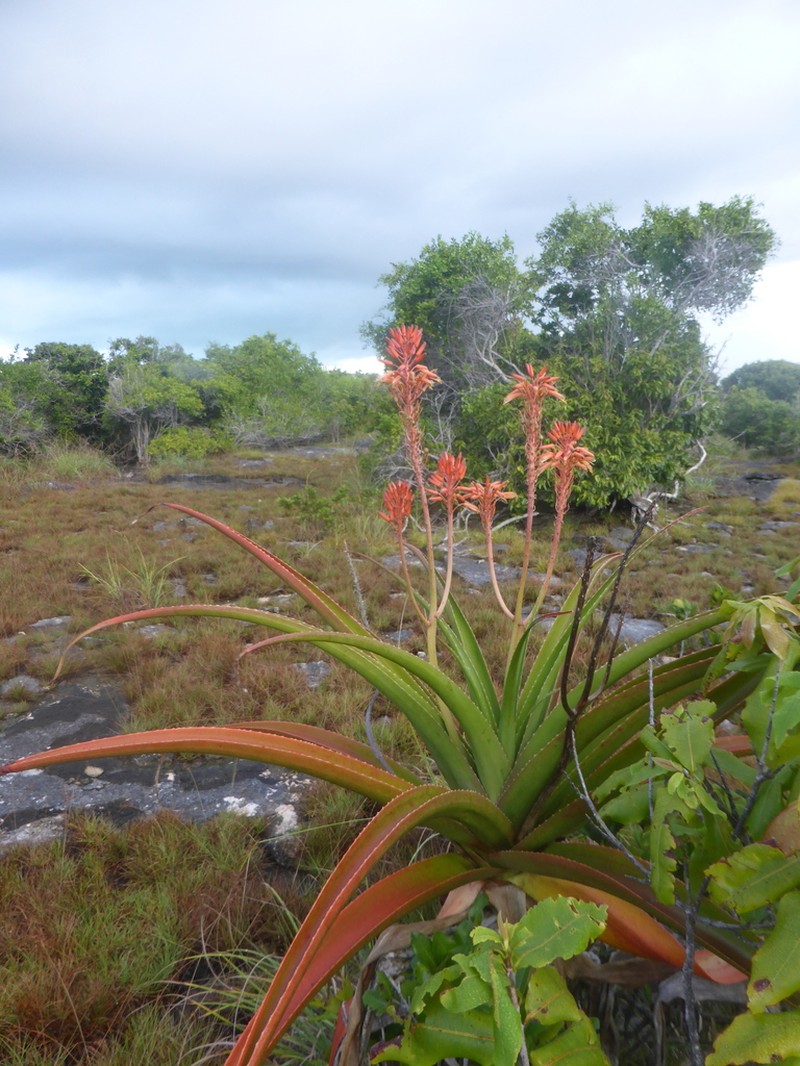 Aloe aldabrensis photo 5