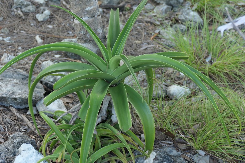 Aloe aldabrensis photo 6