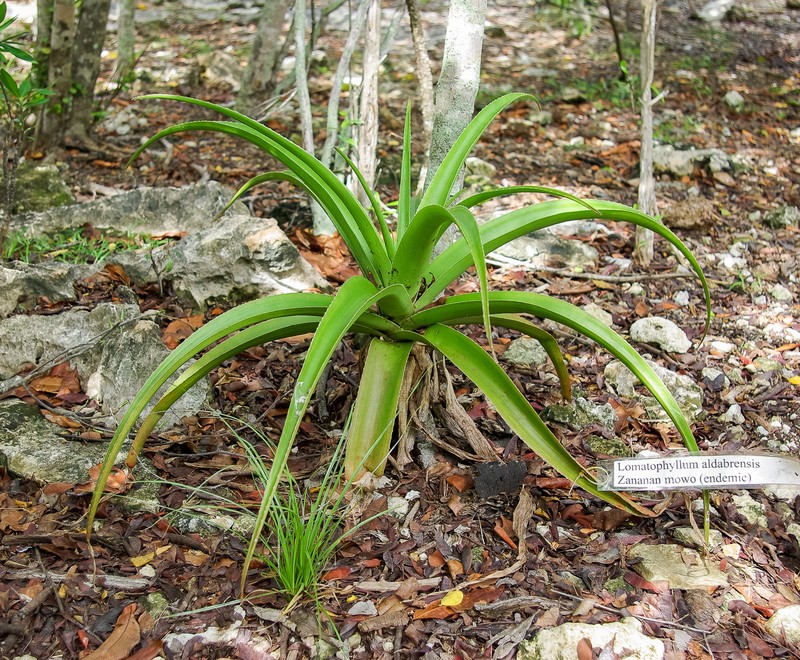 Aloe aldabrensis photo 7
