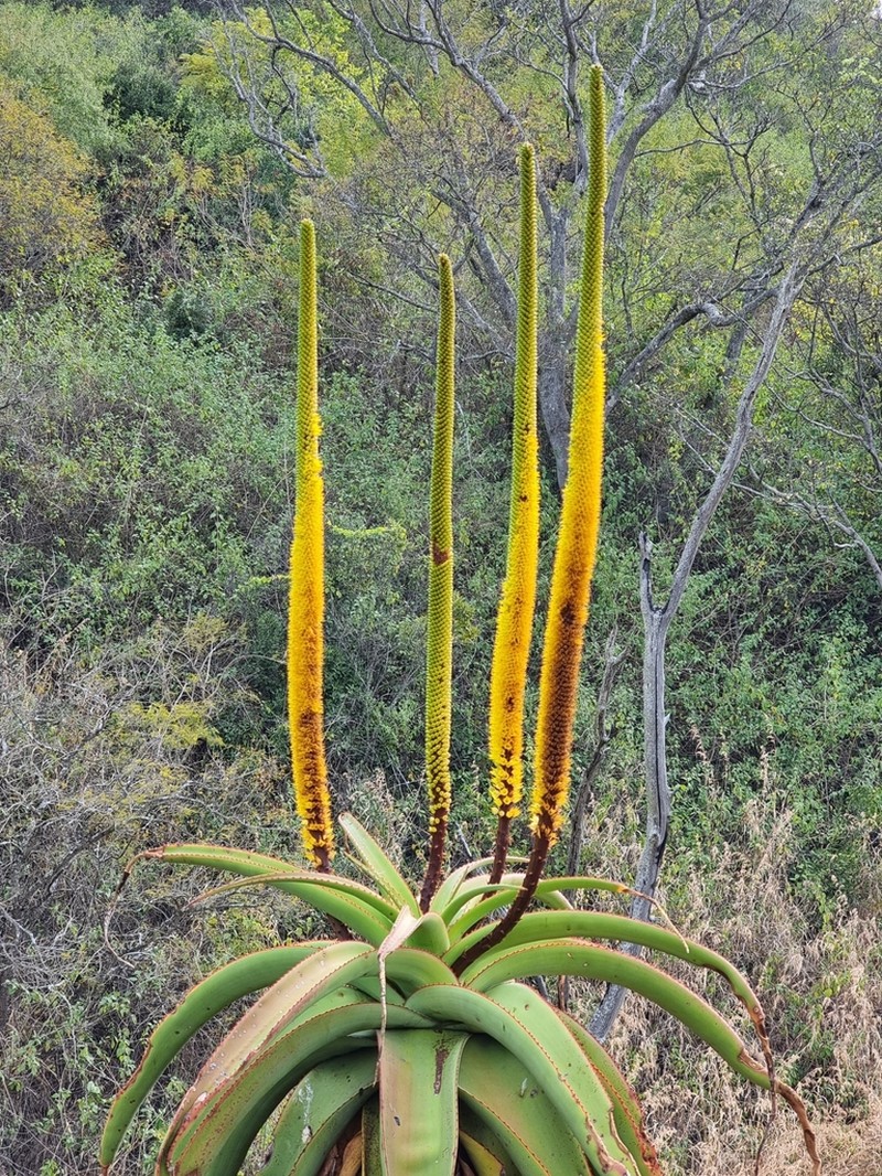 Aloe alooides