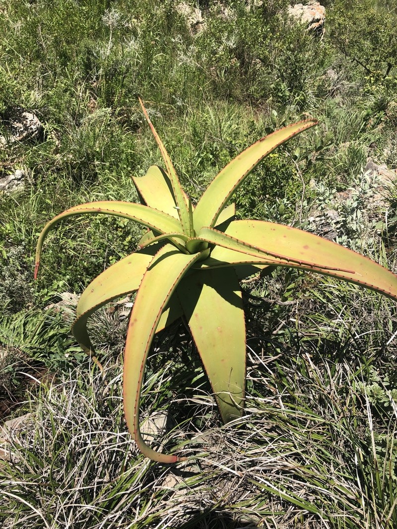 Aloe alooides photo 2