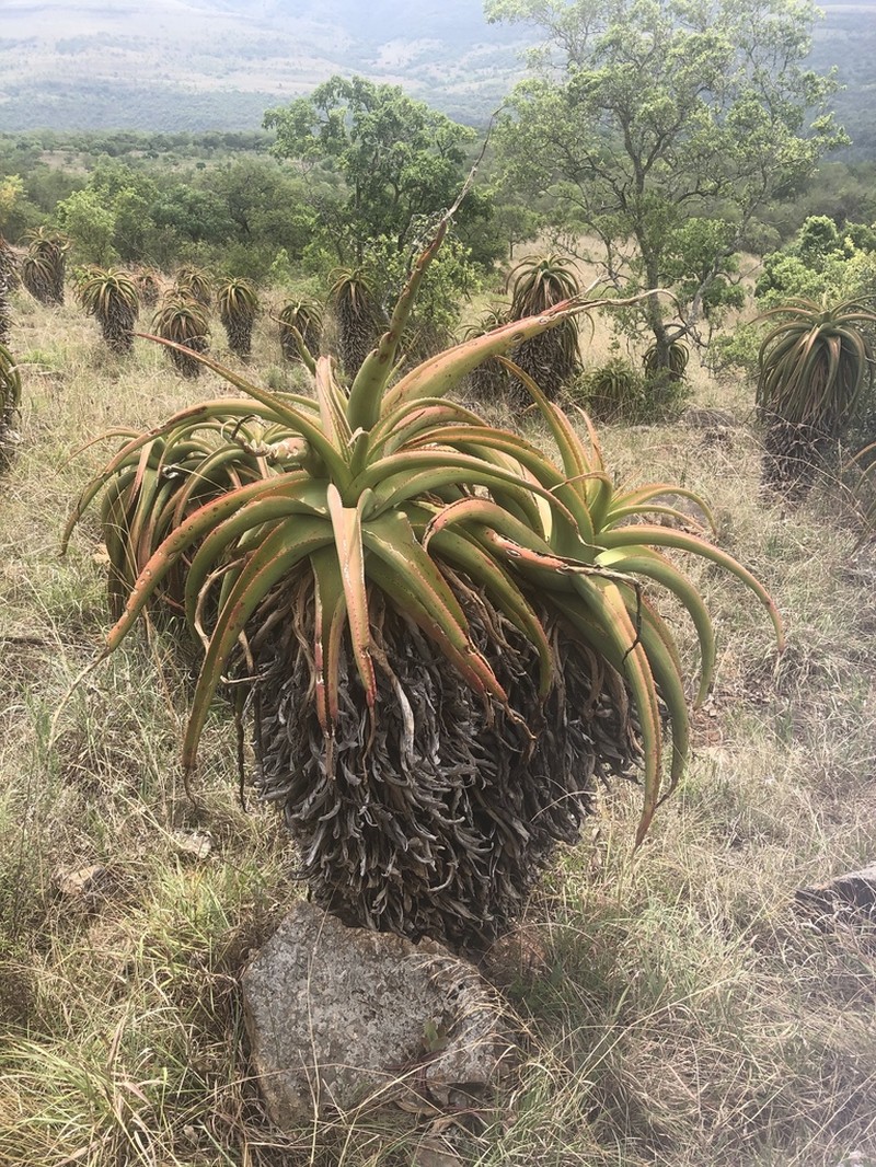 Aloe alooides photo 3