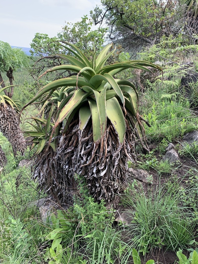 Aloe alooides photo 4