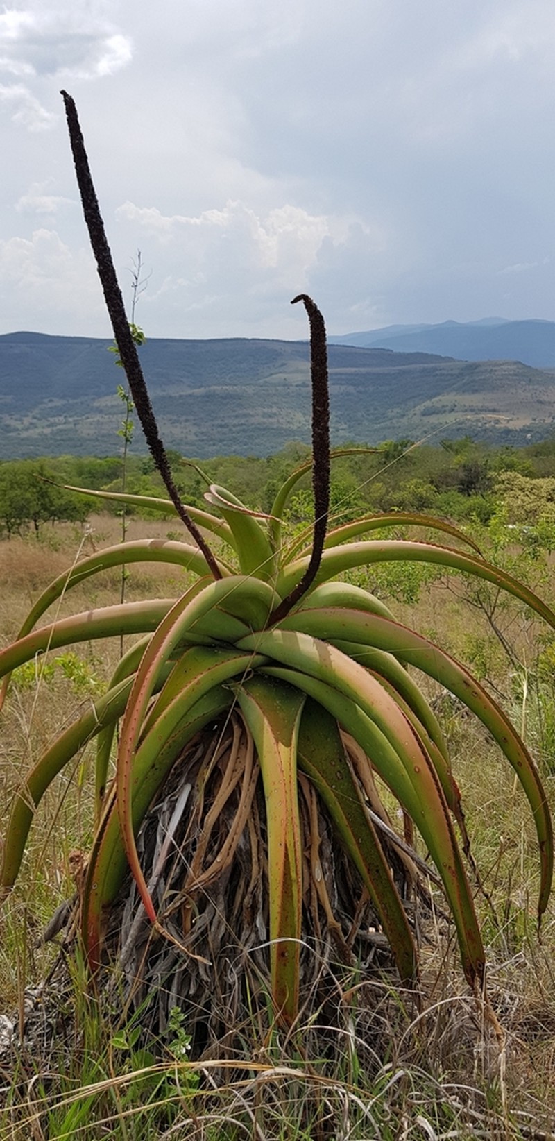 Aloe alooides photo 5