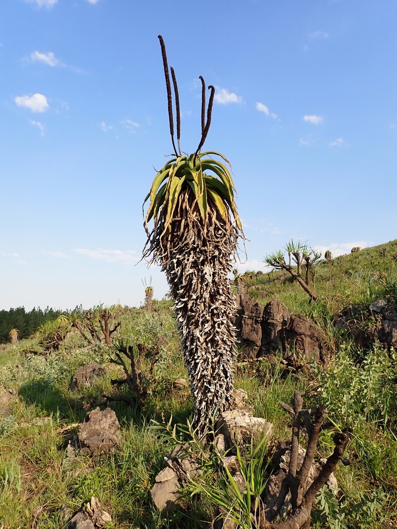 Aloe alooides photo 6