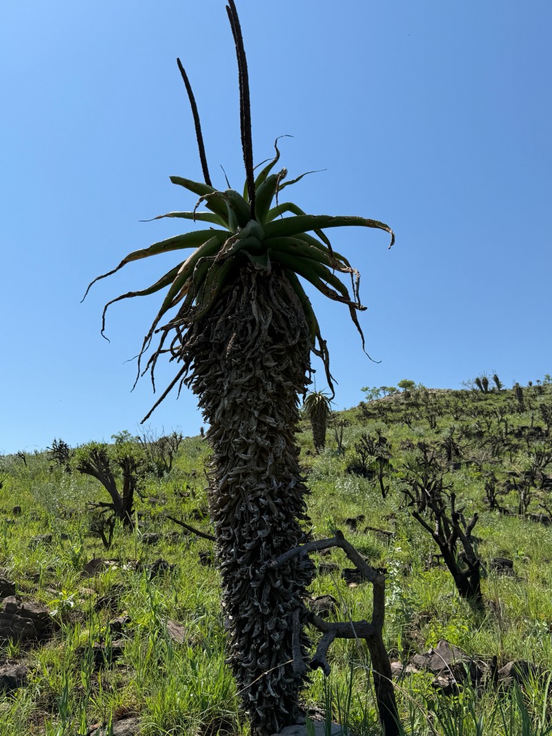 Aloe alooides photo 7