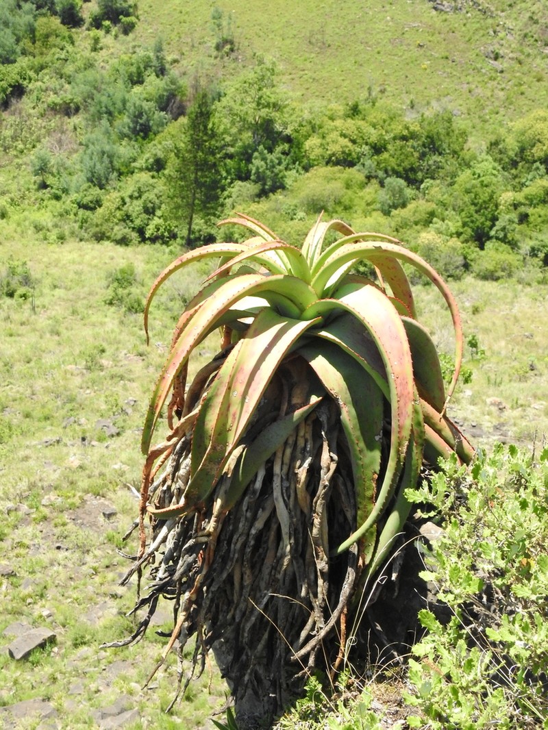 Aloe alooides photo 8