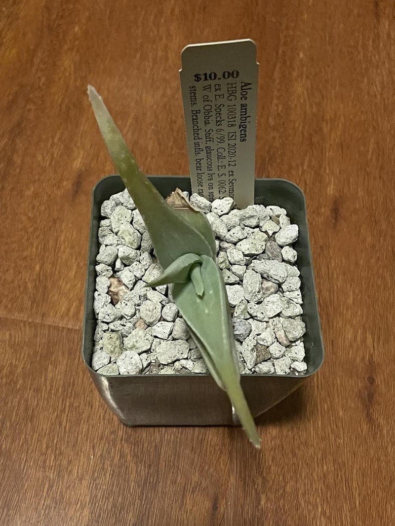 Aloe ambigens