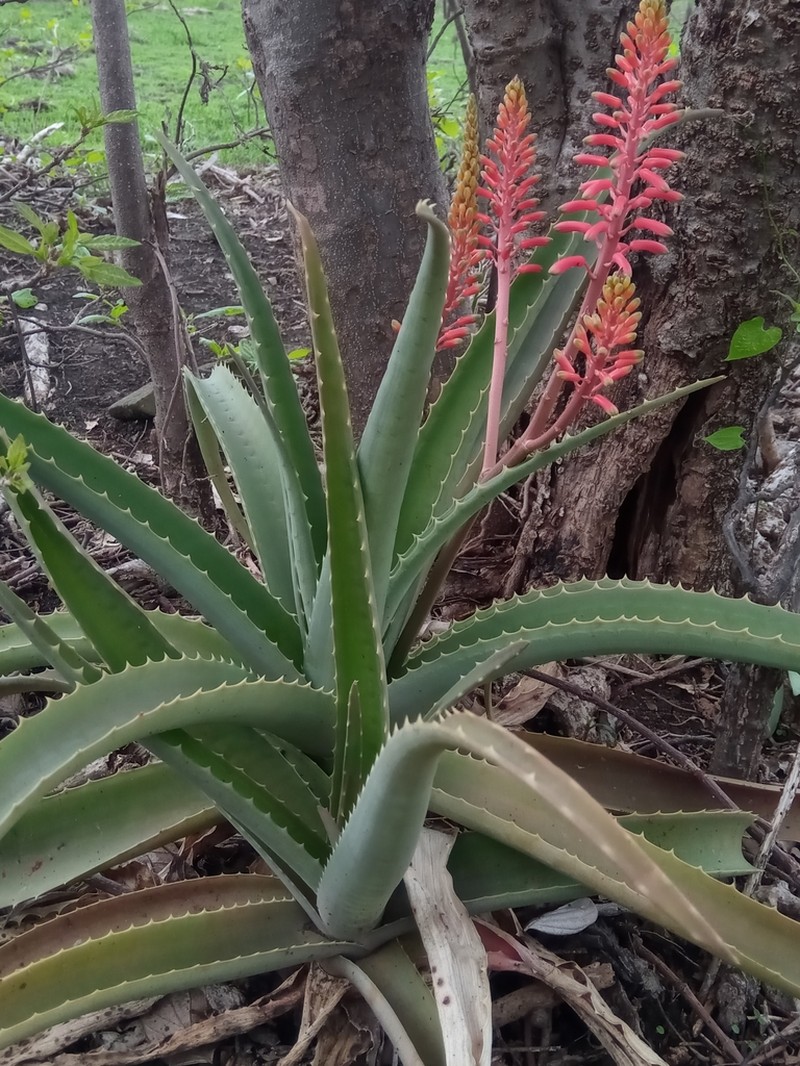 Aloe ambrensis photo 2