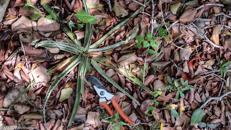 Aloe ambrensis photo 3