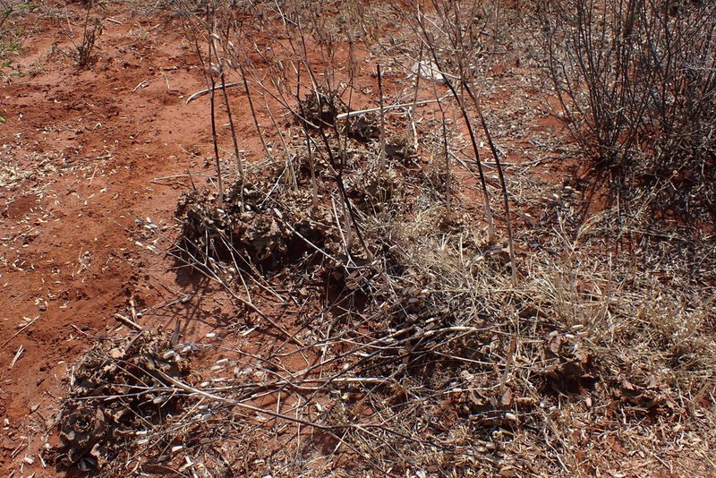 Aloe ammophila