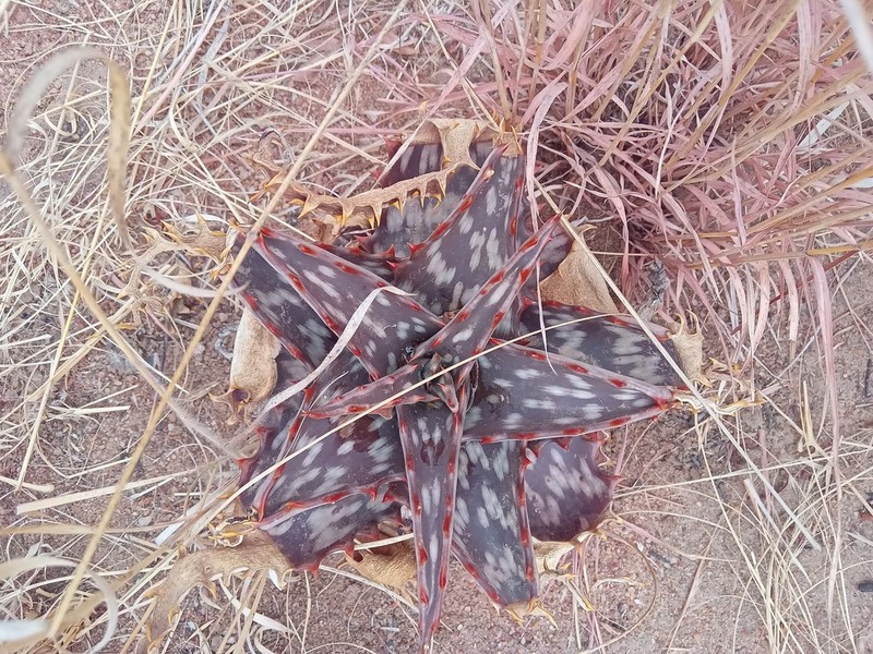 Aloe ammophila photo 2