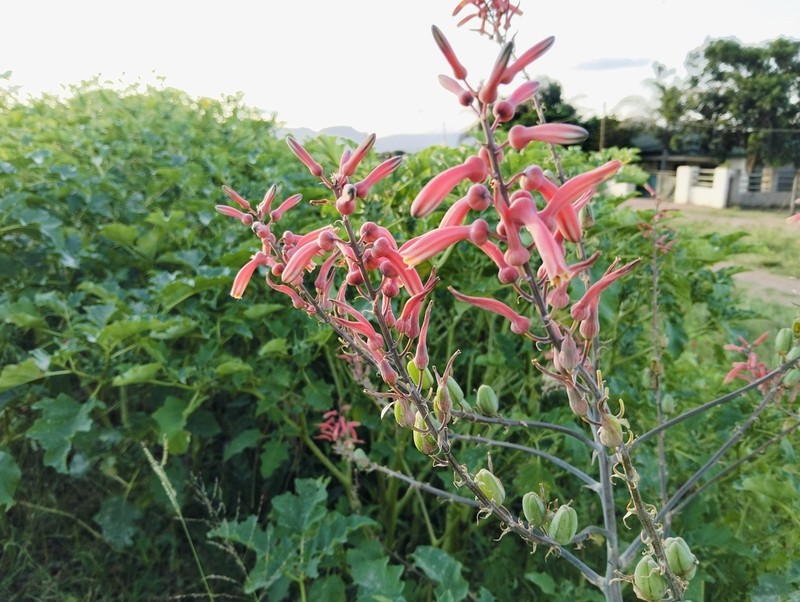 Aloe ammophila photo 3