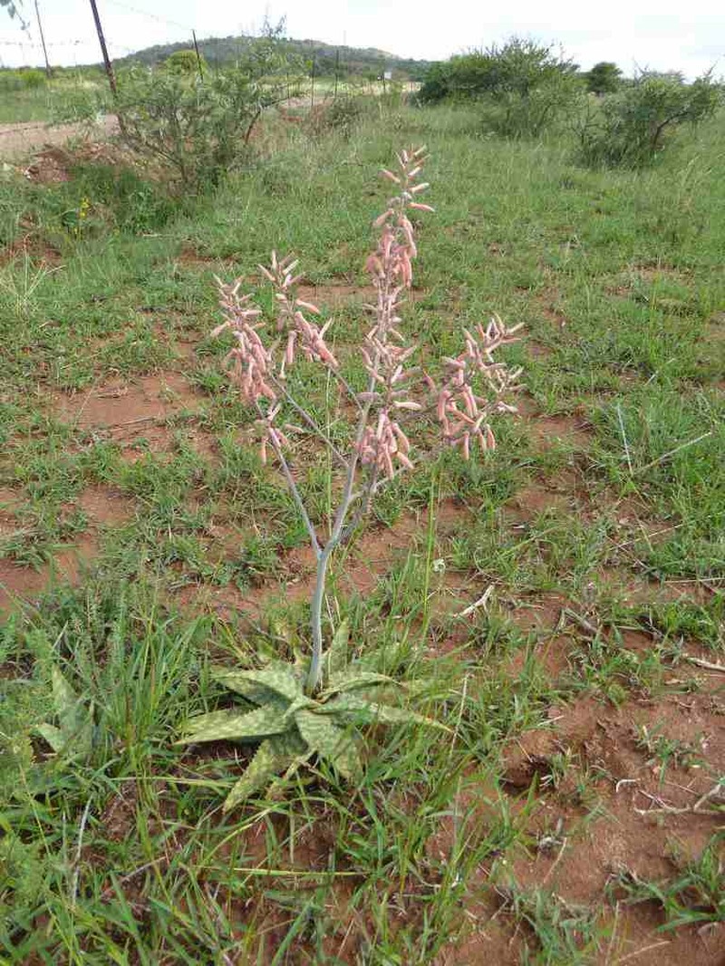 Aloe ammophila photo 4