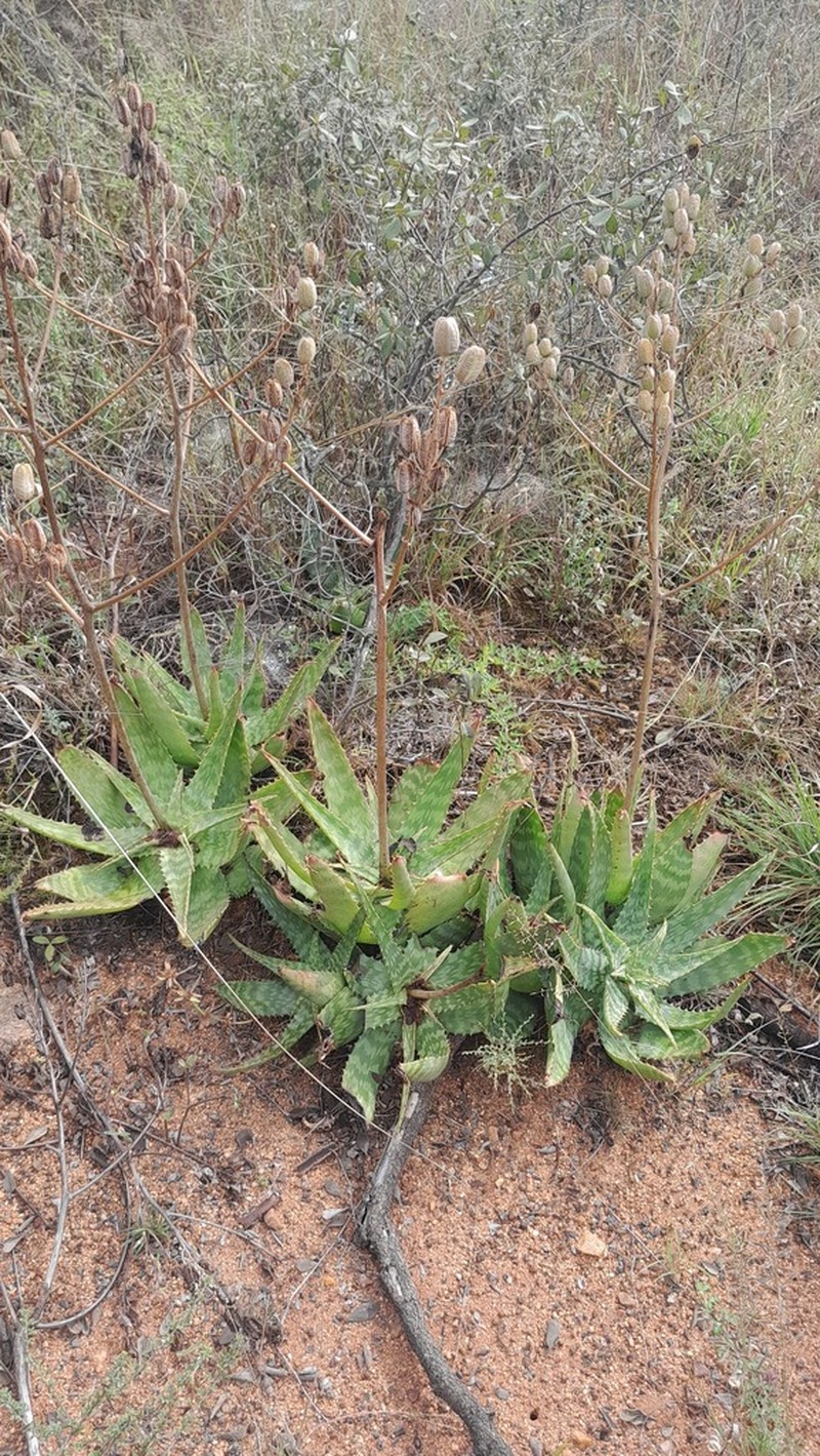 Aloe ammophila photo 5