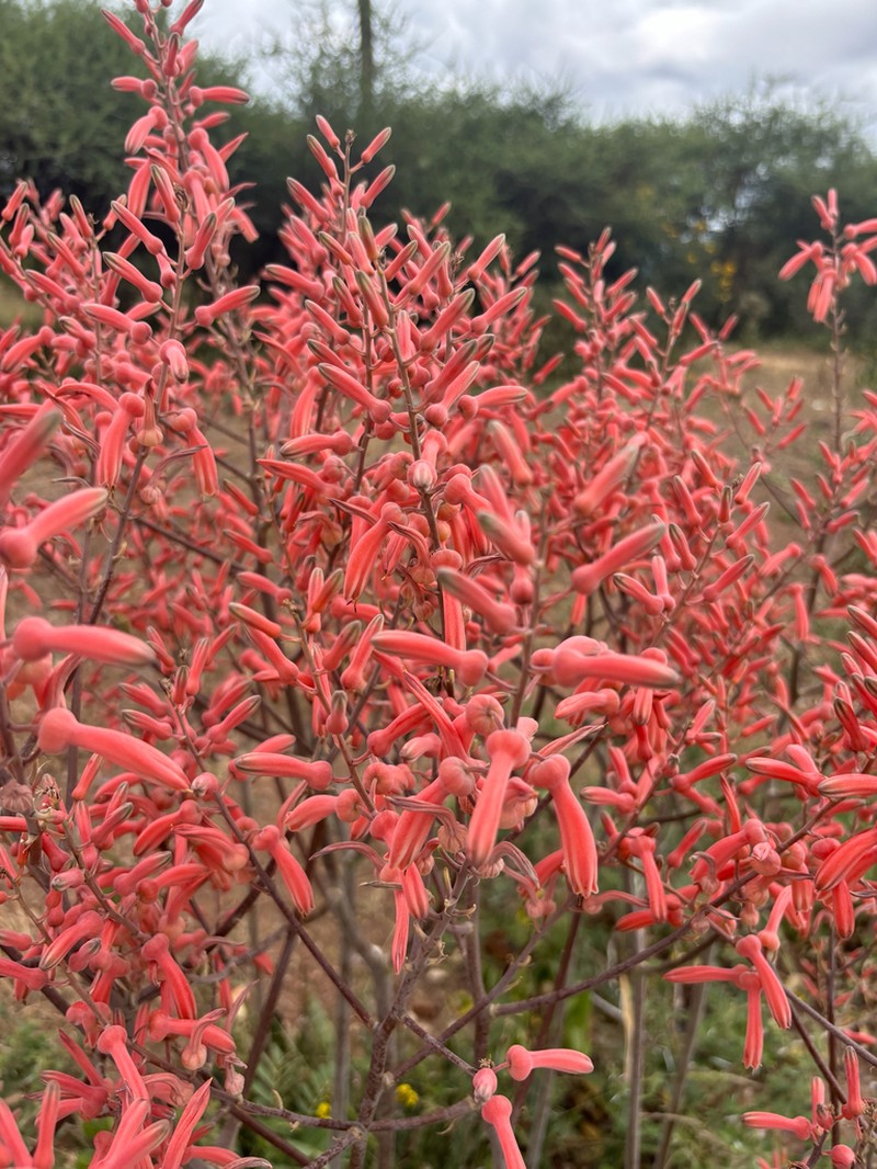 Aloe ammophila photo 6
