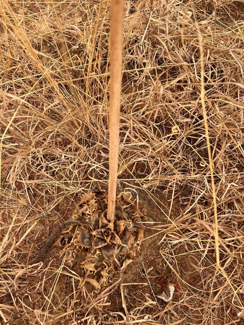 Aloe ammophila photo 7