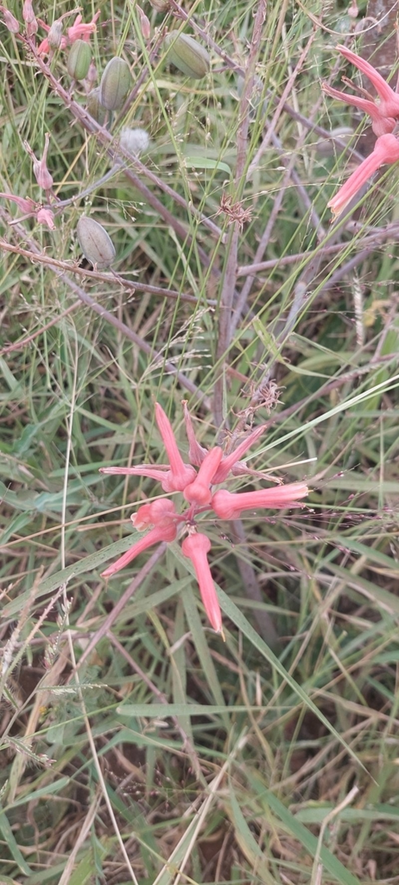 Aloe ammophila photo 8