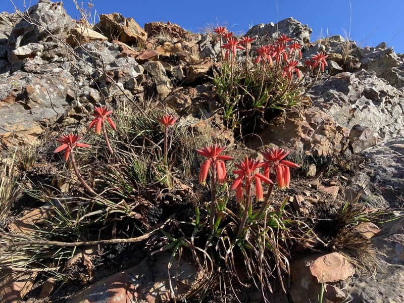 Aloe andersonii