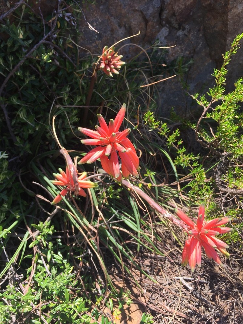 Aloe andersonii photo 2