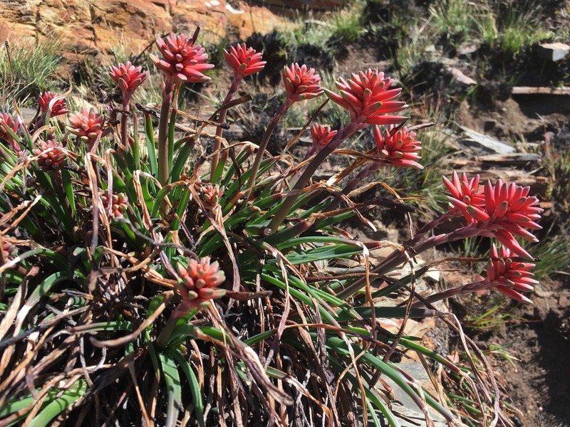Aloe andersonii photo 3