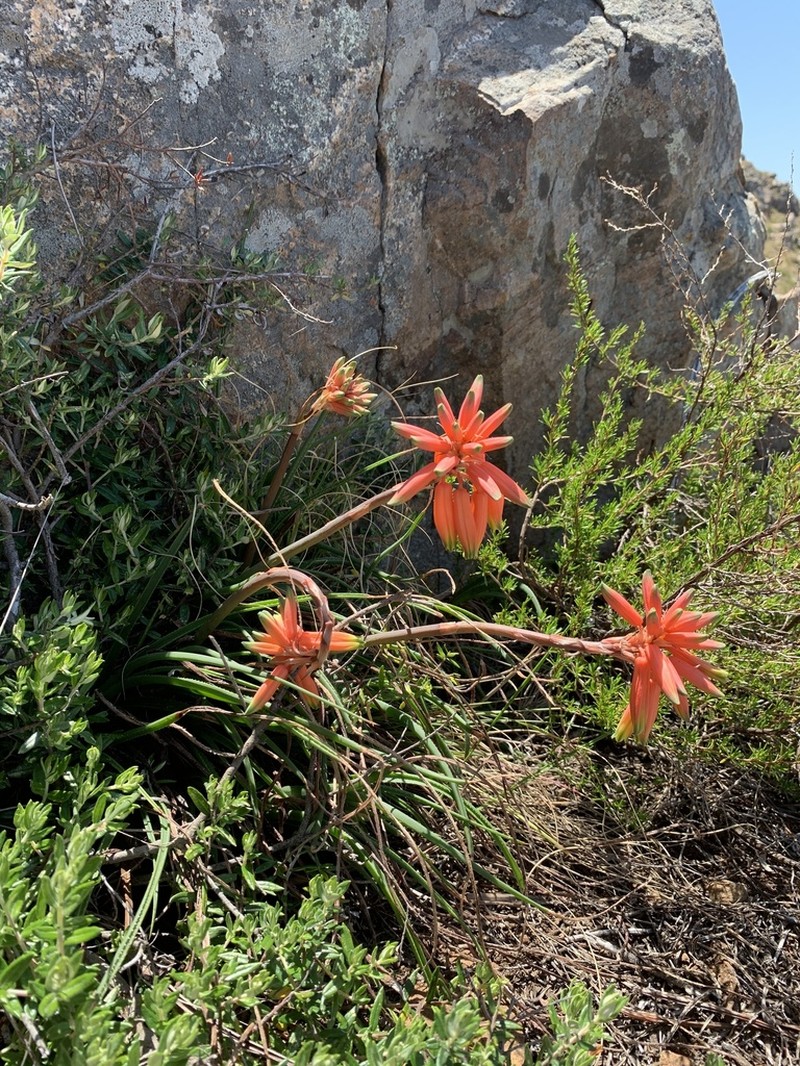 Aloe andersonii photo 4