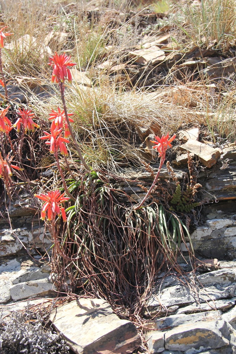 Aloe andersonii photo 5