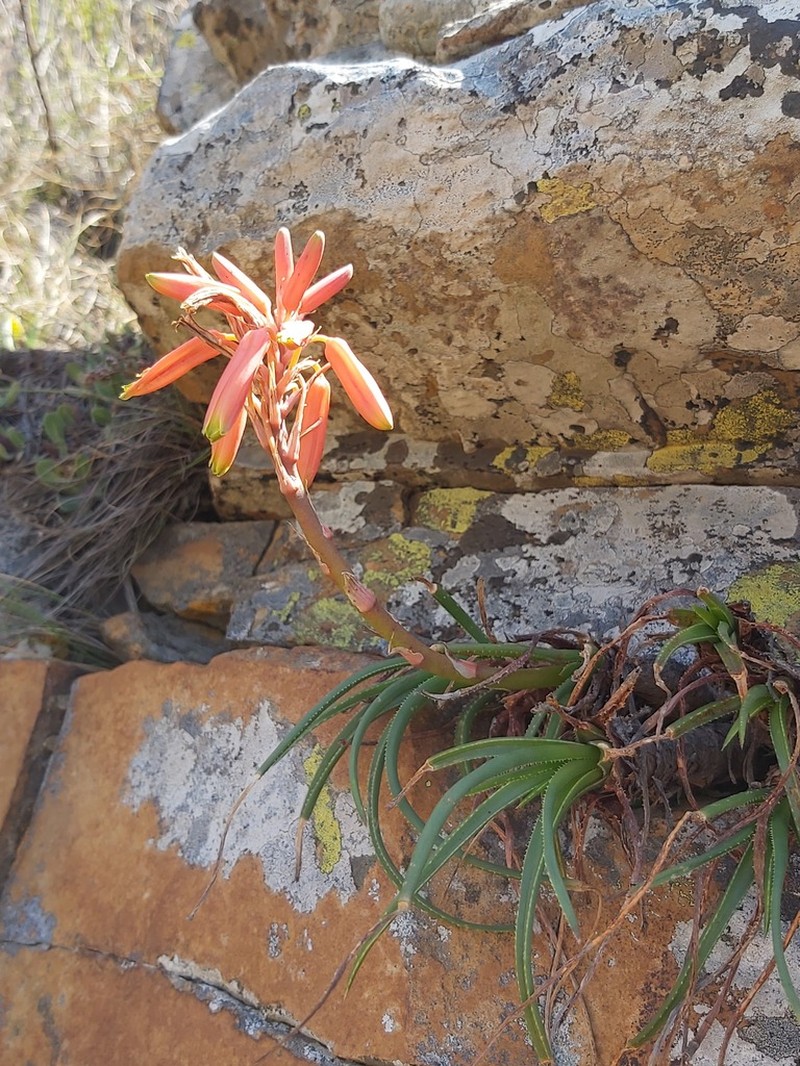 Aloe andersonii photo 6