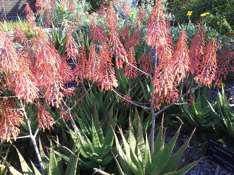 Aloe andongensis