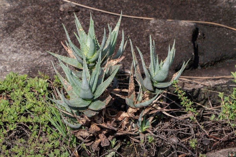 Aloe andongensis photo 2