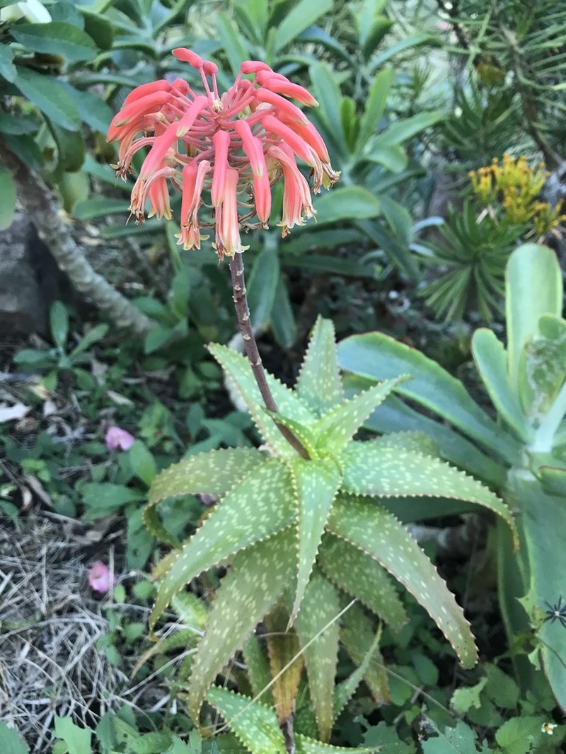 Aloe andongensis photo 3