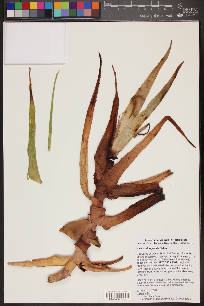 Aloe andongensis photo 5