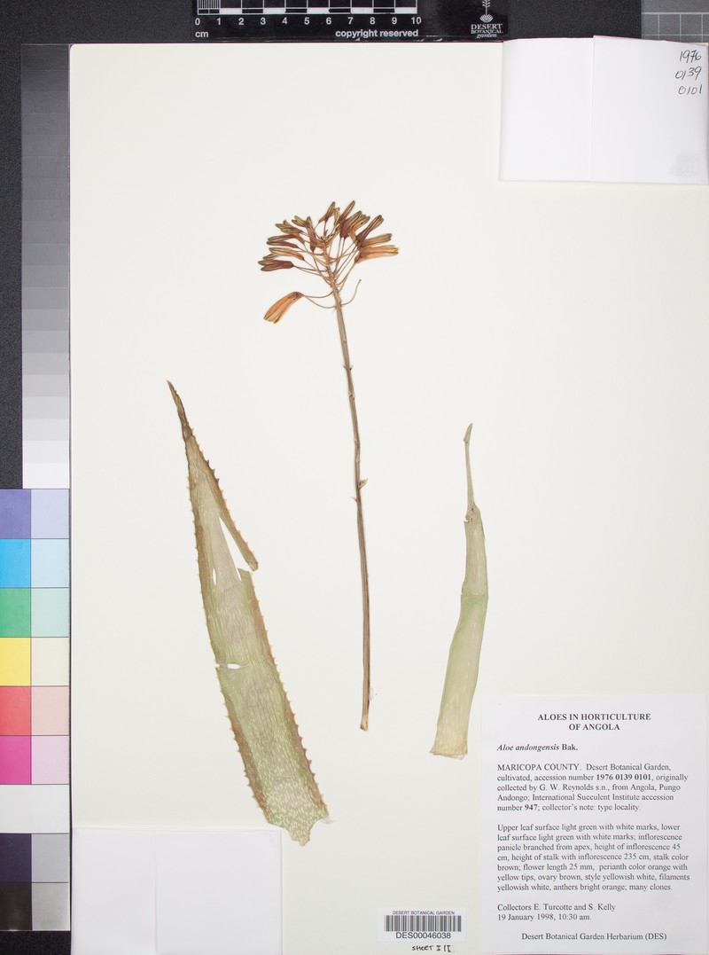 Aloe andongensis photo 6