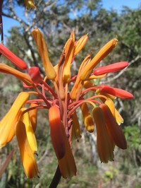 Aloe andringitrensis