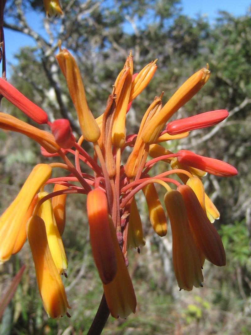 Aloe andringitrensis